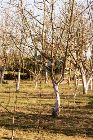 A young garden with trees in early spring on a sunny dayの写真素材