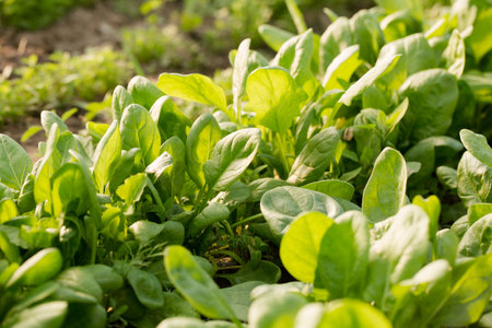 Young spinach grow in a garden bed on a sunny dayの写真素材
