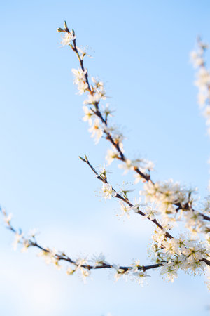 Flowering blackthorn in early spring in the eveningの写真素材