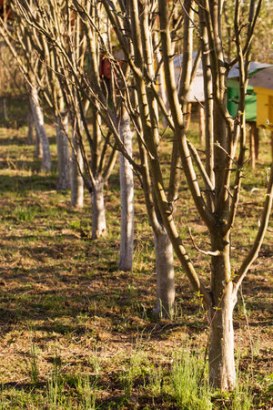 A young garden with trees in early spring on a sunny dayの写真素材