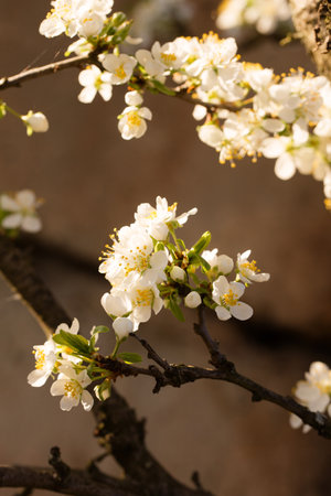 Blooming plum in early spring in the garden on a sunny dayの写真素材