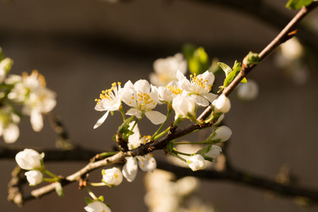 Blooming plum in early spring in the garden on a sunny dayの写真素材