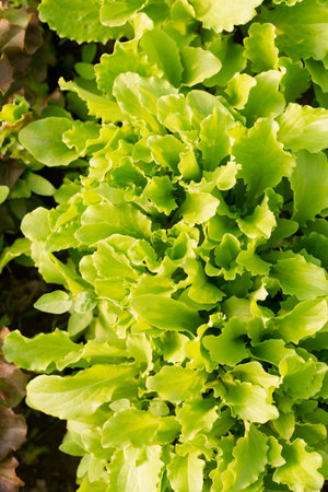 Young salad lettuce grow in a garden bed on a sunny dayの写真素材