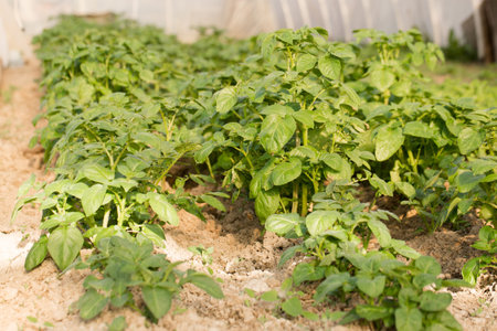 Young potatoes grow in a greenhouse for an early harvestの写真素材