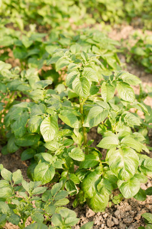 Young potatoes grow in a greenhouse for an early harvestの写真素材