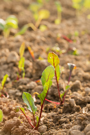 Young beetroots grow in a garden bed on a sunny dayの写真素材