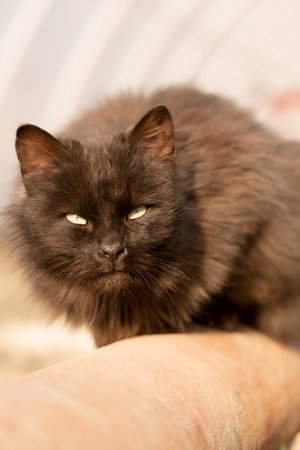 Old black cat in the spring garden on the garden bedの写真素材