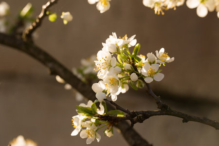 Blooming plum in early spring in the garden on a sunny dayの写真素材