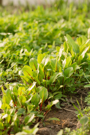 Young beetroots grow in a garden bed on a sunny dayの写真素材