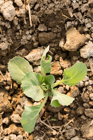 Young cabbage grow in a garden bed on a sunny dayの写真素材