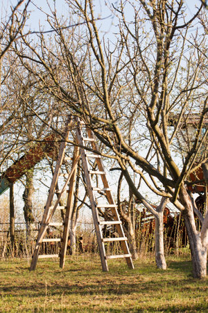 A young garden with trees in early spring on a sunny dayの写真素材