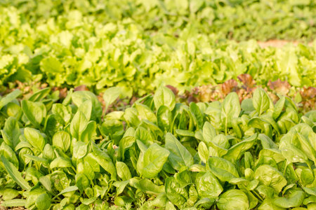 Young spinach grow in a garden bed on a sunny dayの写真素材
