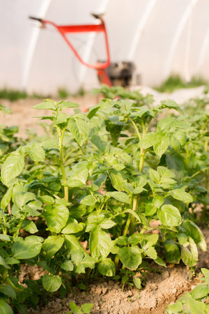 Young potatoes grow in a greenhouse for an early harvestの写真素材