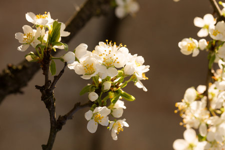 Blooming plum in early spring in the garden on a sunny dayの写真素材