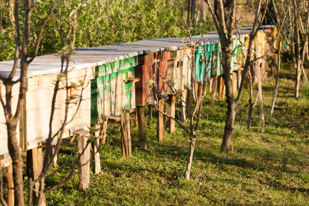 Small colorful beehives in a spring garden on a sunny dayの写真素材