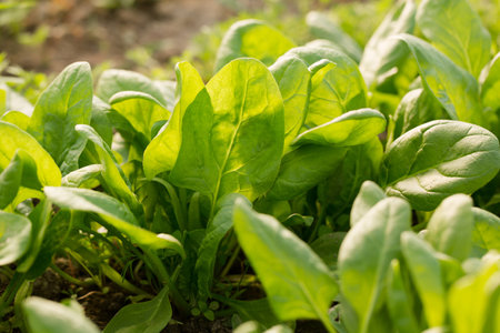 Young spinach grow in a garden bed on a sunny dayの写真素材