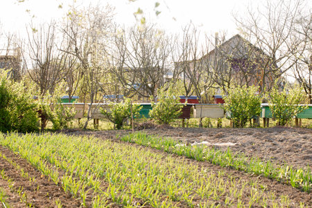 A view of a spring garden with vegetable beds on a sunny dayの写真素材