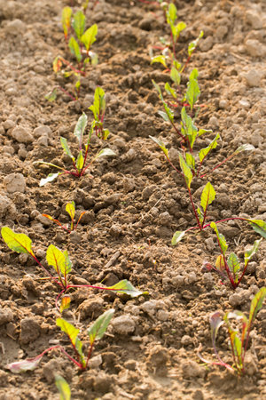 Young beetroots grow in a garden bed on a sunny dayの写真素材