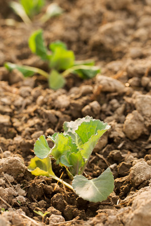 Young cabbage grow in a garden bed on a sunny dayの写真素材
