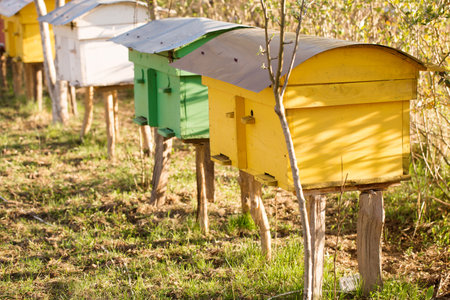 Small colorful beehives in a spring garden on a sunny dayの写真素材