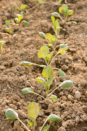 Young cabbage grow in a garden bed on a sunny dayの写真素材