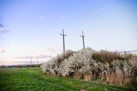 A high-voltage transmission line near the bushes of a flowering blackthorn on the fieldの写真素材