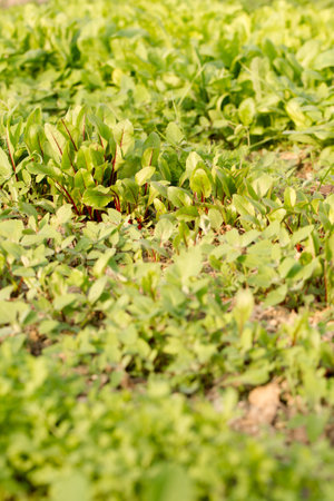 Young spinach grow in a garden bed on a sunny dayの写真素材