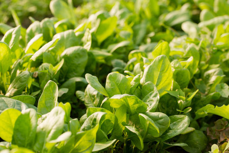 Young spinach grow in a garden bed on a sunny dayの写真素材