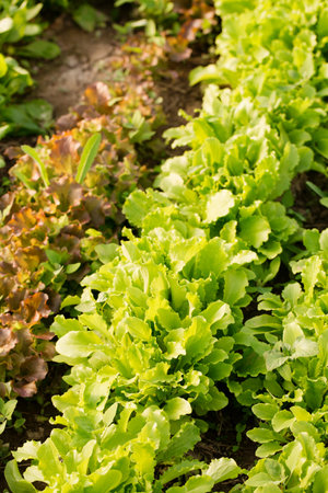 Young salad lettuce grow in a garden bed on a sunny dayの写真素材