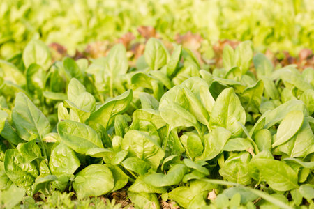 Young spinach grow in a garden bed on a sunny dayの写真素材