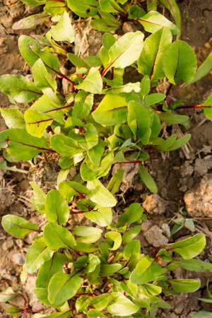 Young beetroots grow in a garden bed on a sunny dayの写真素材