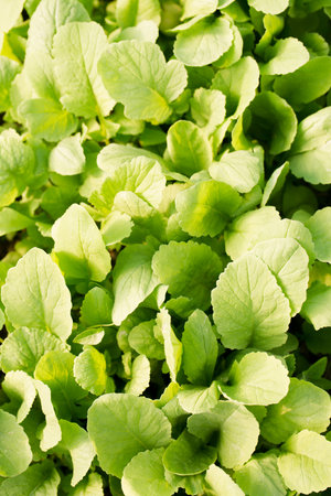Young radish grow in a garden bed on a sunny dayの写真素材