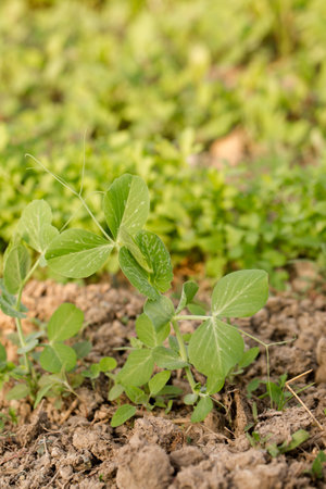 Young green peas grow in a garden bed on a sunny dayの写真素材