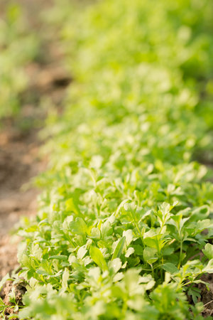 Fresh sharp watercress salad on the bedの写真素材