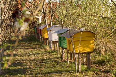 Small colorful beehives in a spring garden on a sunny dayの写真素材