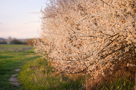 Flowering blackthorn in early spring in the eveningの写真素材