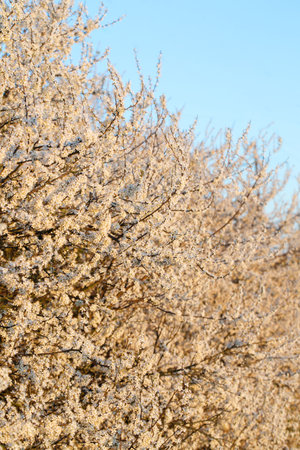 Flowering blackthorn in early spring in the eveningの写真素材