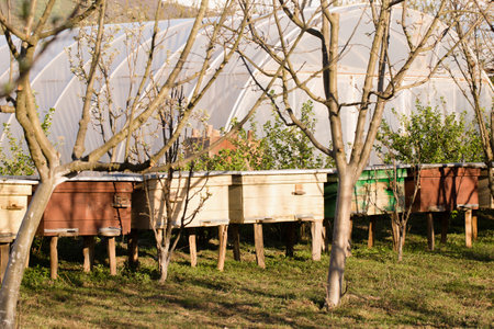 Small colorful beehives in a spring garden on a sunny dayの写真素材