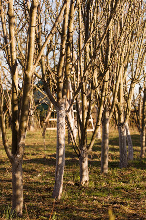 A young garden with trees in early spring on a sunny dayの写真素材