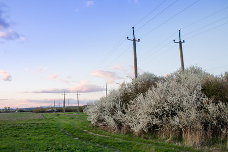 A high-voltage transmission line near the bushes of a flowering blackthorn on the fieldの写真素材