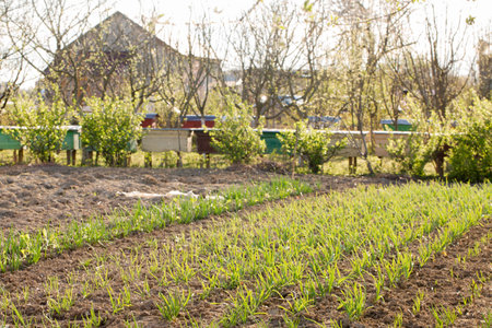 A view of a spring garden with vegetable beds on a sunny dayの写真素材