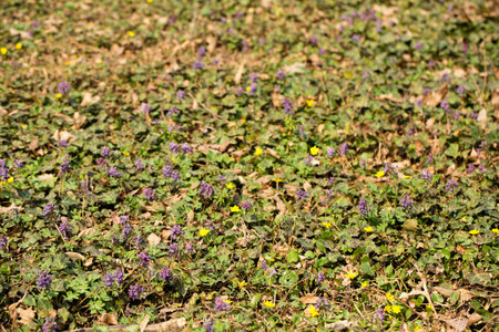A glade of blooming primroses in a wild forest in springの写真素材
