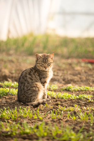 Domestic cat sits on beds with greenery in a greenhouse in springの写真素材