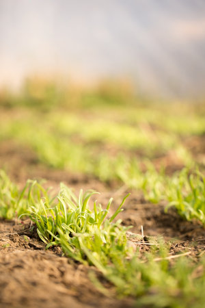 Small sprouts of fresh greenery on the beds of a sunny spring dayの写真素材
