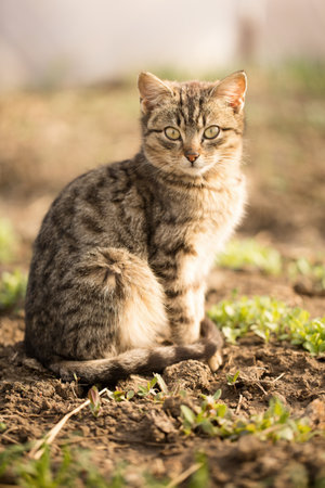 Domestic cat sits on beds with greenery in a greenhouse in springの写真素材