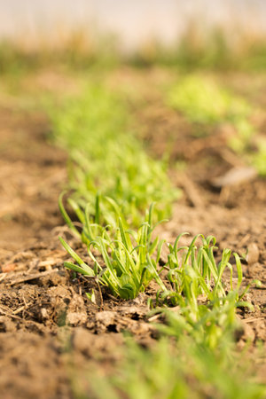 Small sprouts of fresh greenery on the beds of a sunny spring dayの写真素材