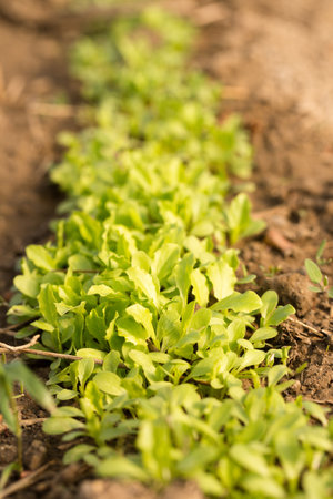 Small sprouts of fresh greenery on the beds of a sunny spring dayの写真素材