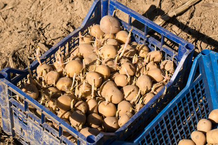 plastic box with sprouted potatoes for planting in the groundの写真素材