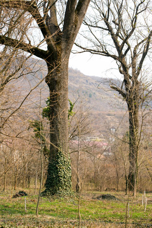 Tree plaited with ivy in the forest on a sunny morning in springの写真素材