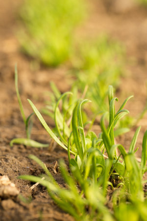 Small sprouts of fresh greenery on the beds of a sunny spring dayの写真素材